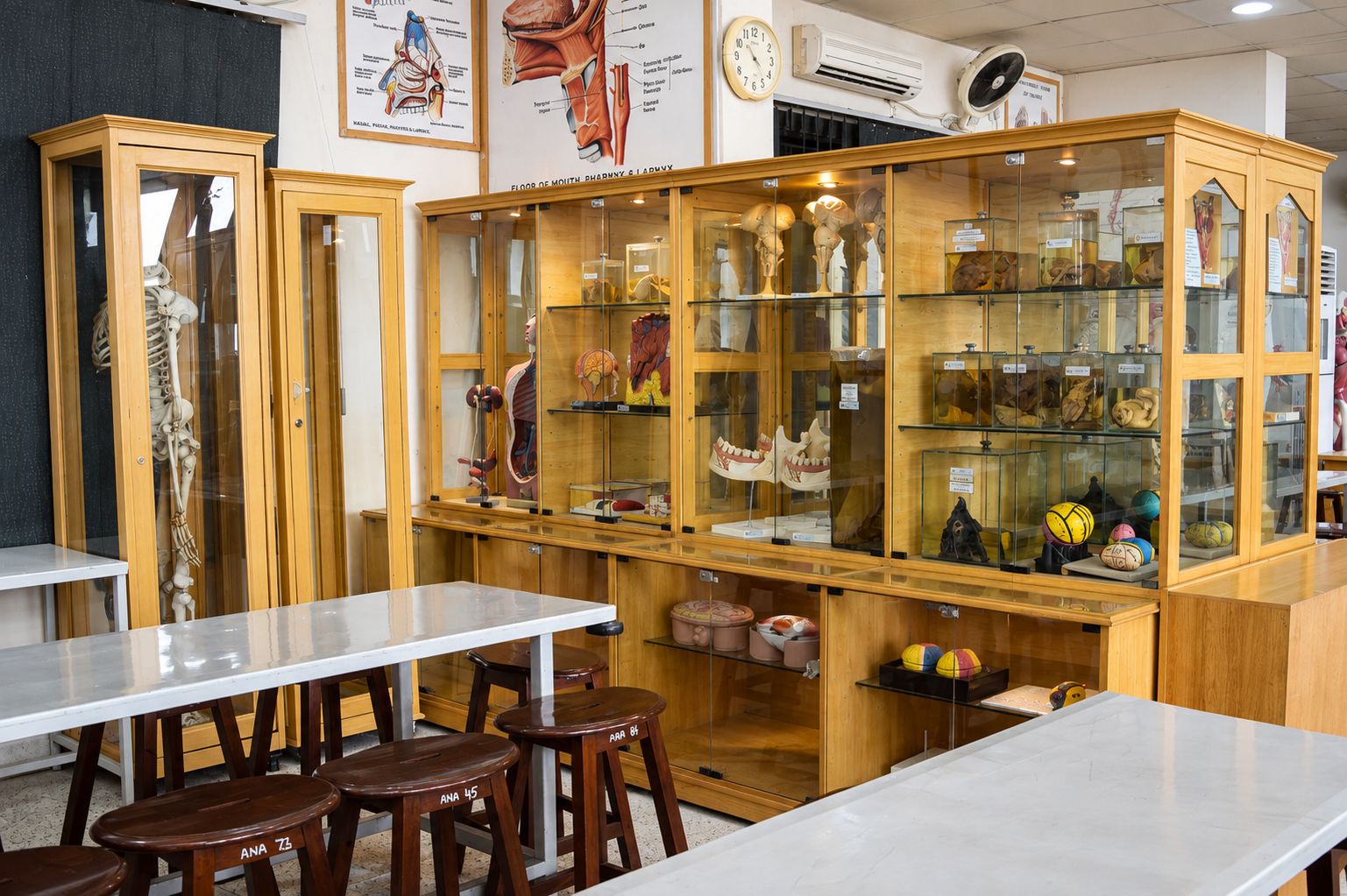 Anatomy Lab